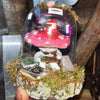 True Love Trippy Mushrooms