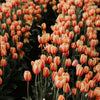 Meredith’s Orange Tulips