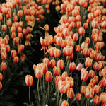 Meredith’s Orange Tulips