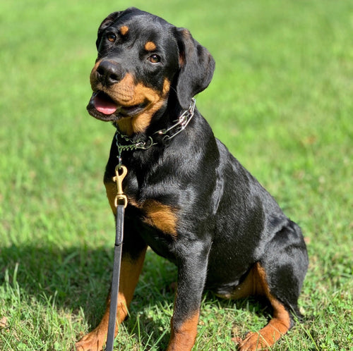 Dogs Large Crystal Collars