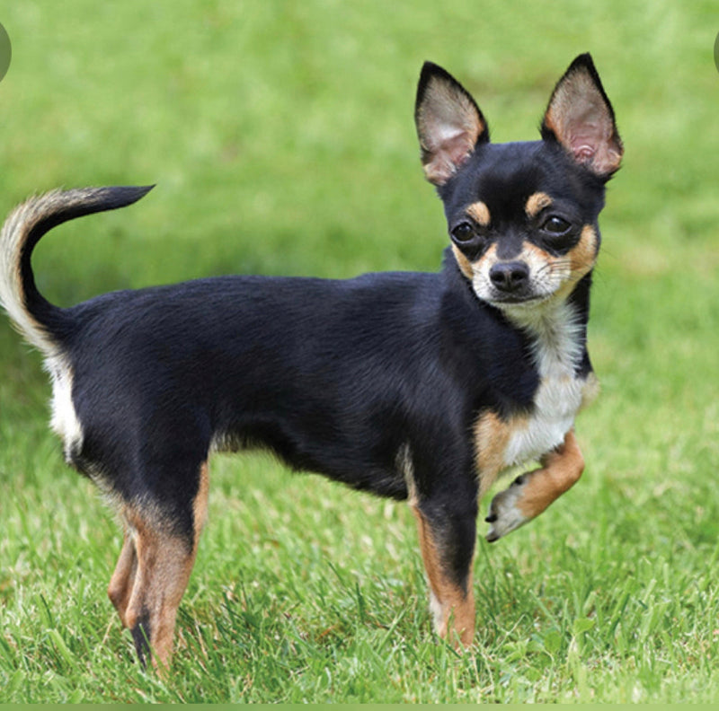 Dogs Small Crystal Collars