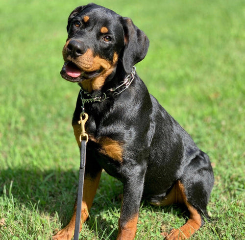 Dogs Large Crystal Collars