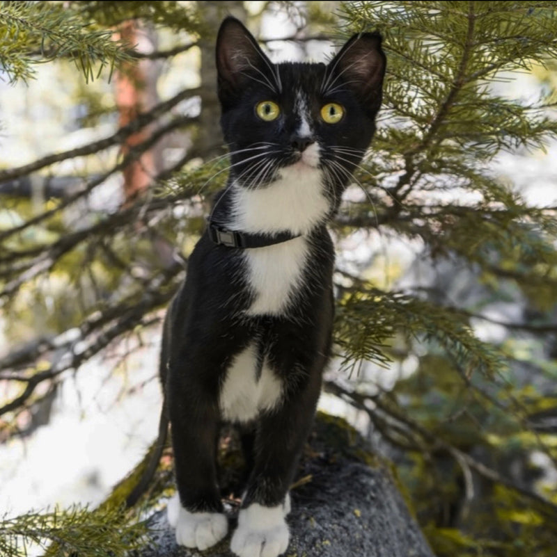 Small Crystal Cat Collars