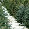 Burn Out Fraser Fir