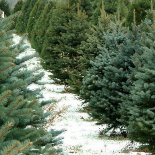 Burn Out Fraser Fir